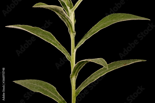 Mountain Cornflower (Centaurea montana). Stem and Leaves Closeup