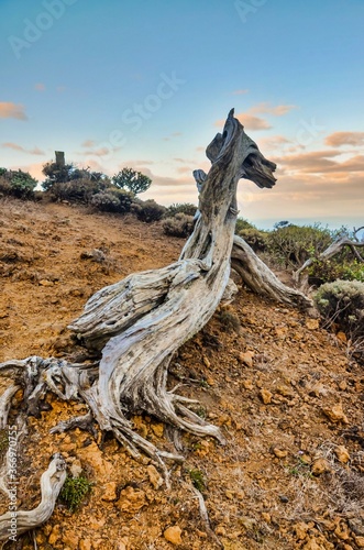 Gnarled Juniper Tree Shaped By The Wind at El Sabinar, Island of El Hierro photo