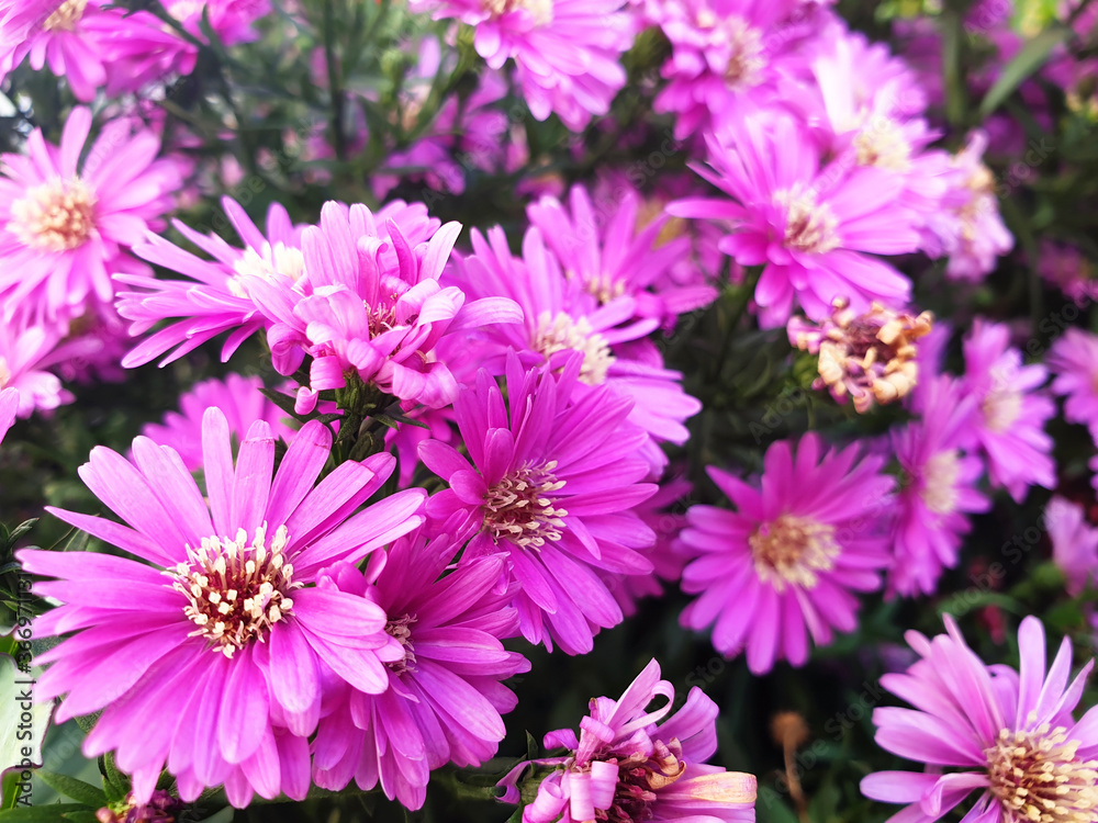 Pink Aster or Aster amellus flowers on the bush. Pink Aster or Aster amellus flowers on the bush.