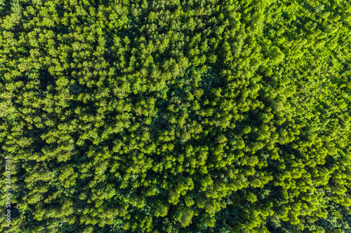 Aerial top view of summer green trees in forest.