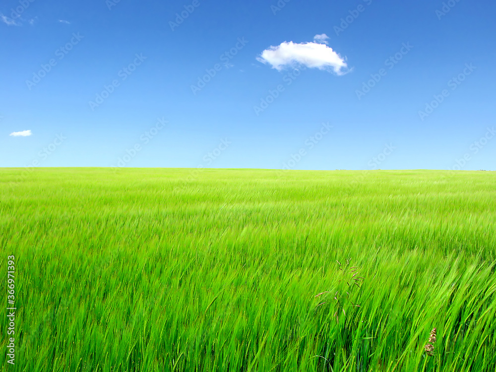 summer field landscape