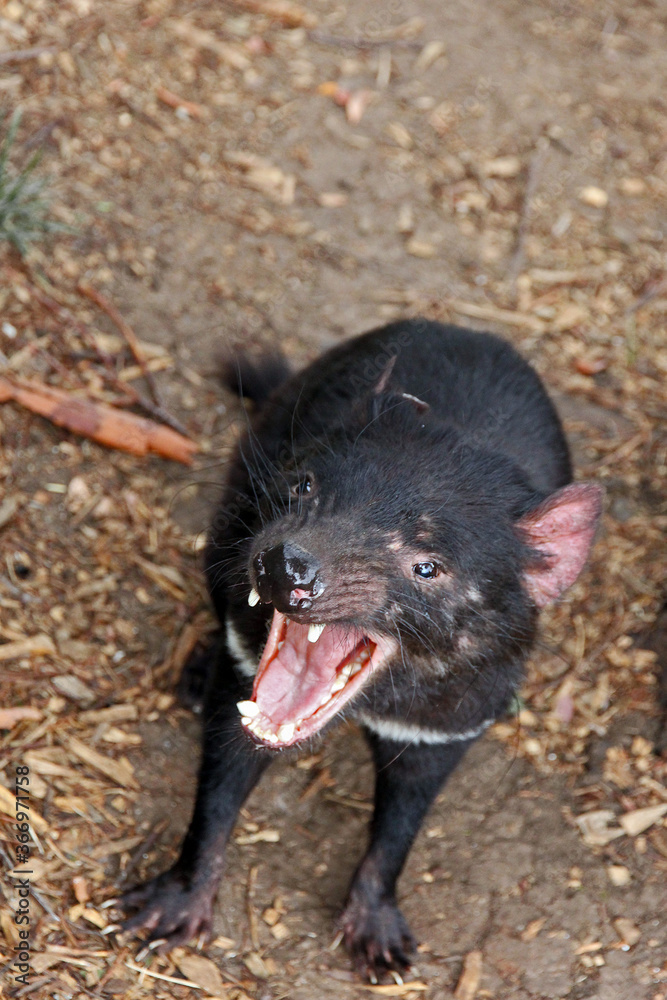 Sarcophilus harrisii - A Tasmanian devil opening its mouth and showing