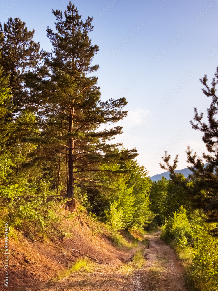Fototapeta premium Pathway through the forest