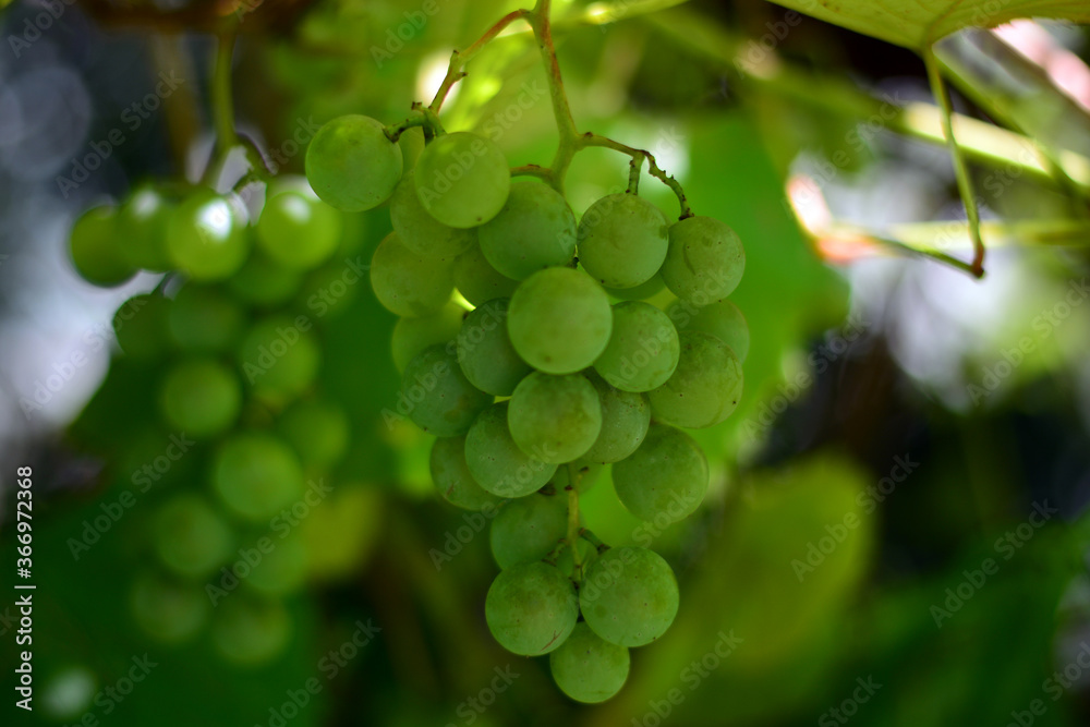 un bel grappolo d'uva che sta maturando