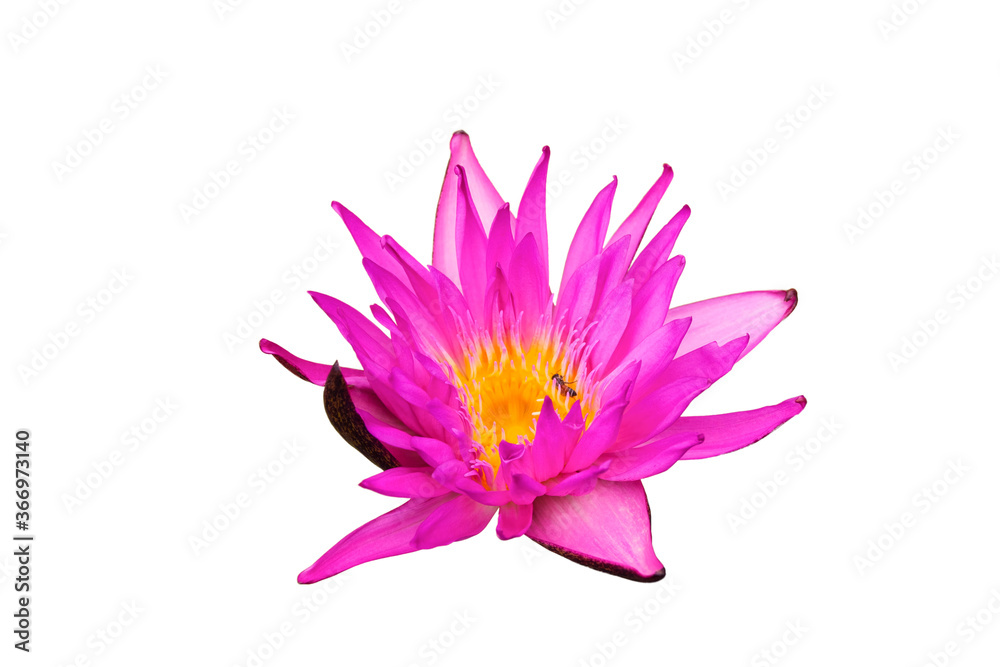 Purple lotus flower isolated on a white background