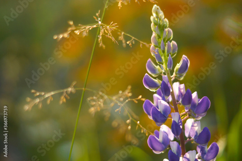 blue flowers in the grass