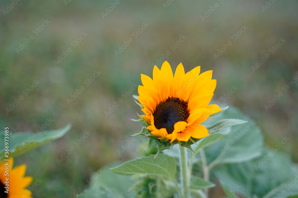 Fototapeta premium Adorable dwarf sunflower blooming in a field. 