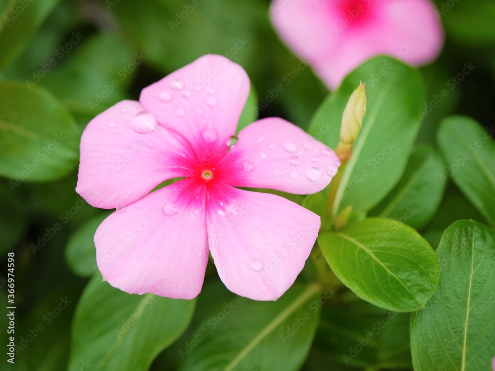 Fototapeta premium ニチニチソウ1 ピンク