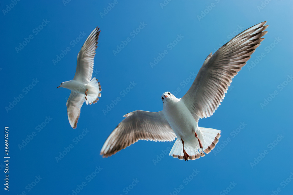 Obraz premium Seagulls flying in sky at way to Bet Dwarka, Gujarat, India