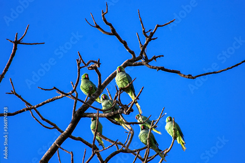 Indian Parrot with blue sky background, India. photo