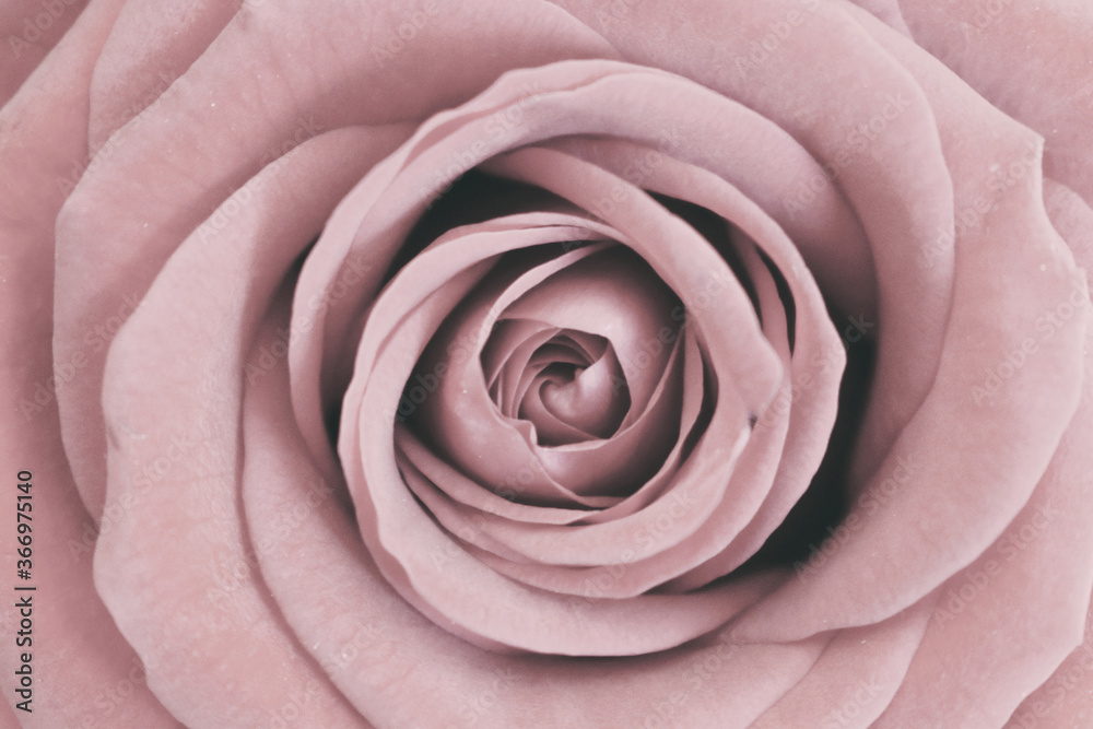 Fototapeta premium Rose with a soft pink trendy color, fits very nicely on a wall with the color of 2020 tranquil dawn. I took the photo at home, the rose was in a bouquet of flowers I had received.