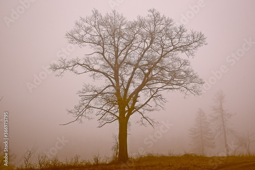 Wallpaper Mural Tree in the Fog Torontodigital.ca