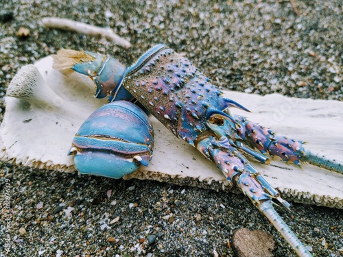 lobster on the beach