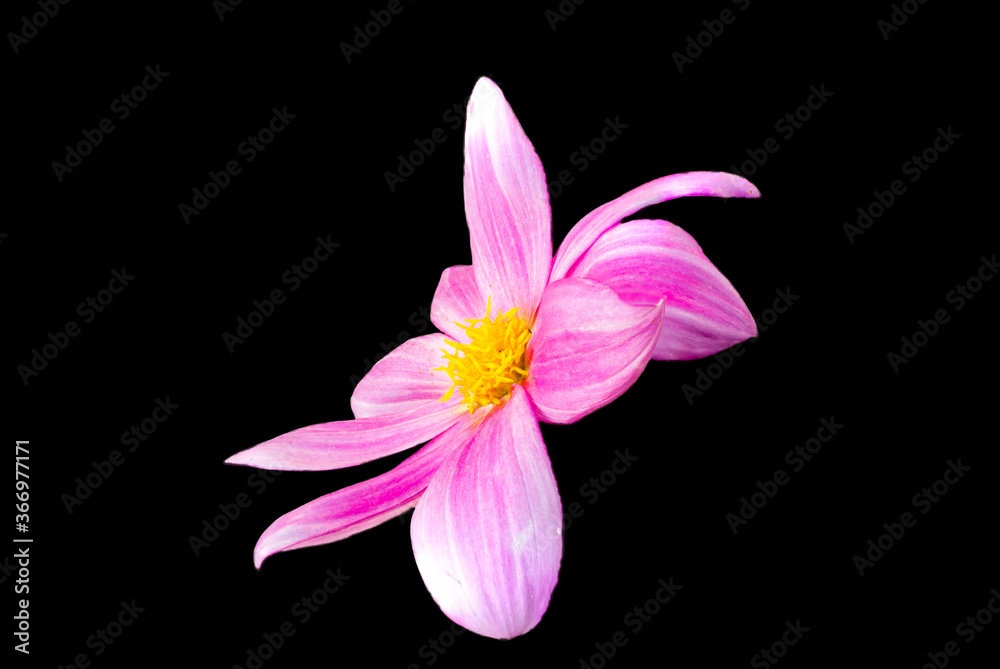 Single Pink Color Dahlia Flower Over Black Back Ground