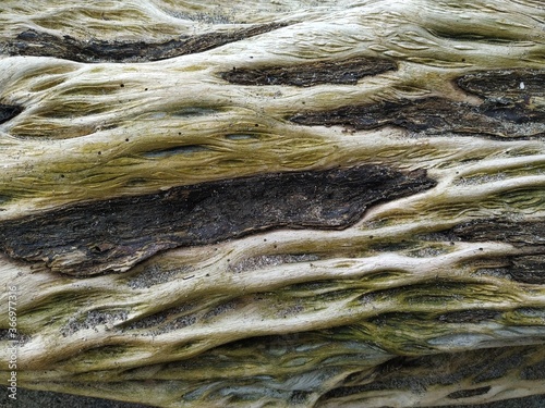 trunk
