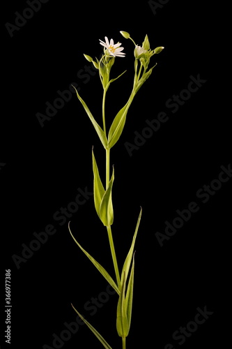 Greater Stitchwort  Stellaria holostea . Habit