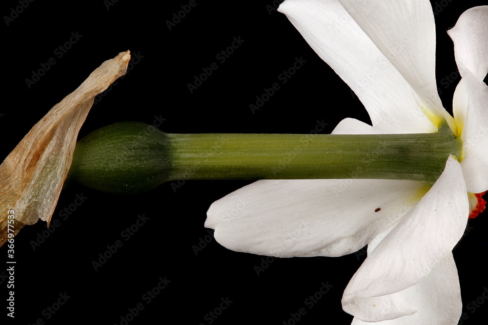 Obraz premium Pheasant's-Eye Daffodil (Narcissus poeticus). Perianth Tube Closeup