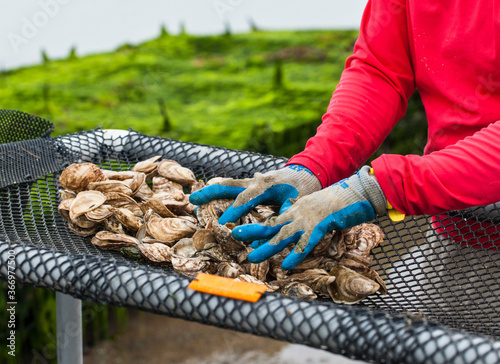 sorting Oysters