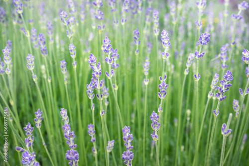 Fragrant french lavender. (Lamiaceae). Soft defocused dark greens and purple blossoms. Nature texture background.