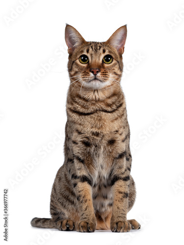 Beautiful golden brown spotted young adult cat, sitting facing front. Looking above camera with big eyes. Isolated on white background.