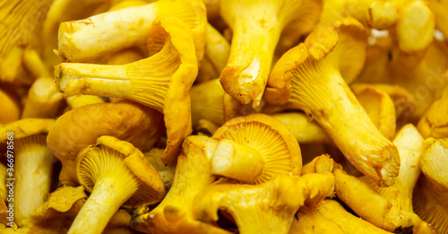 Yellow edible forest mushrooms. Agaricus cantharellus. Autumn food close-up macro photography