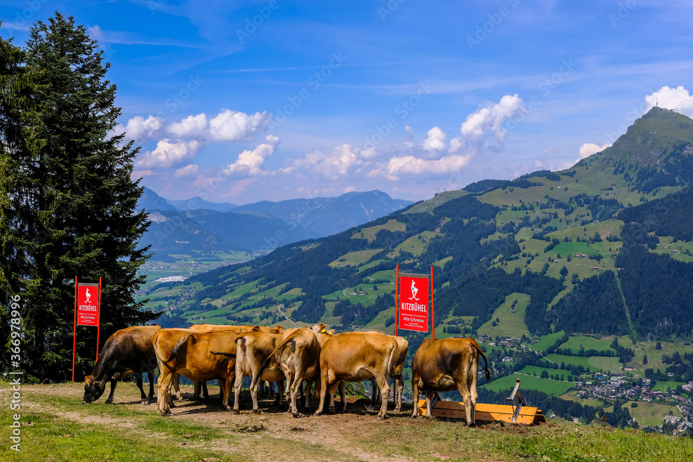 Fototapeta premium Wanderung Streif Kitzbühel Rennstrecke Sommer Gebirge