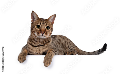 Beautiful golden brown spotted young adult cat, laying down side ways. Looking beside camera with big eyes. Isolated on white background. Paws over edge.