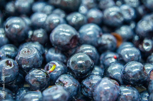 Dark blueberry berry. Swamp autumn food berry close-up macro photography