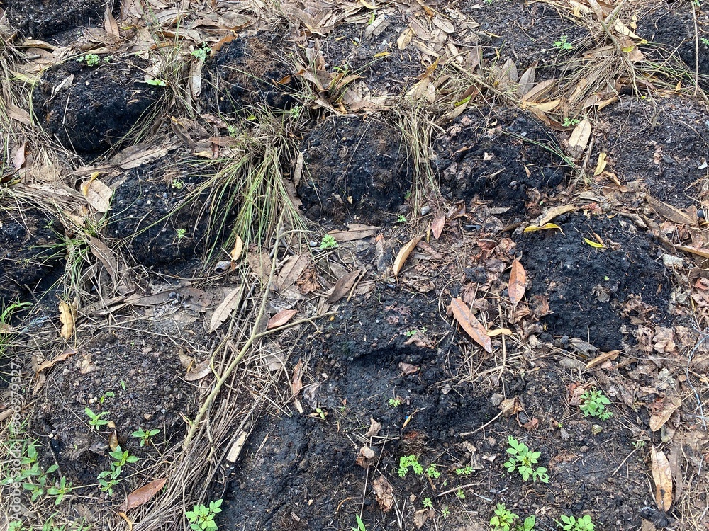 Cow dung fertilizer on the ground Cow dung fertilizer on the ground