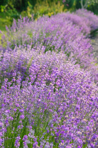 Lavender bushes in full bloom in the home garden in Ukraine. Vertical image. 