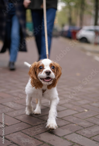 The owner walks down the street with his pet. A joyful dog on a leash.