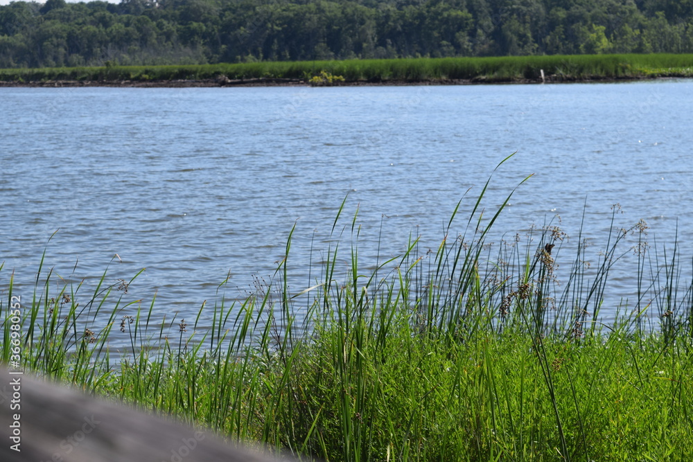 Tall grasses on the edge of a marsh Tall grasses on the edge of a marsh