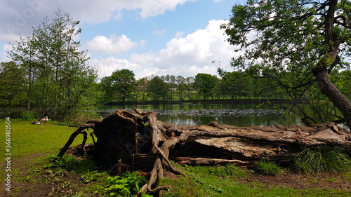 Old tree by the lake 1