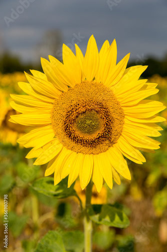 Sonnenblumen im Morgenlicht in Sachsen-Anhalt  Jerichower Land  M  ser  Deutschland