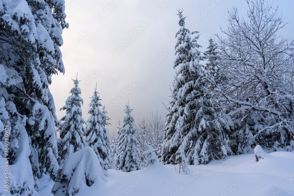 Frozen trees in deep snow. Tatra Mountains. Frozen trees in deep snow. Tatra Mountains.