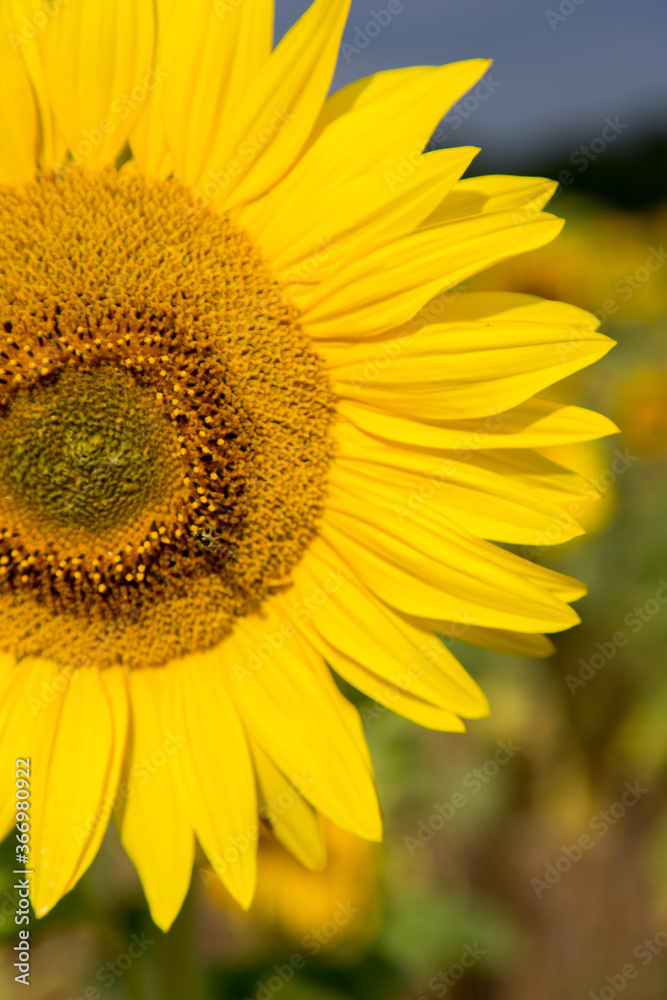 Sonnenblumen im Morgenlicht in Sachsen-Anhalt, Jerichower Land, Möser, Deutschland Sonnenblumen im Morgenlicht in Sachsen-Anhalt, Jerichower Land, Möser, Deutschland