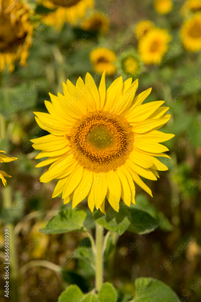 Sonnenblumen im Morgenlicht in Sachsen-Anhalt, Jerichower Land, Möser, Deutschland