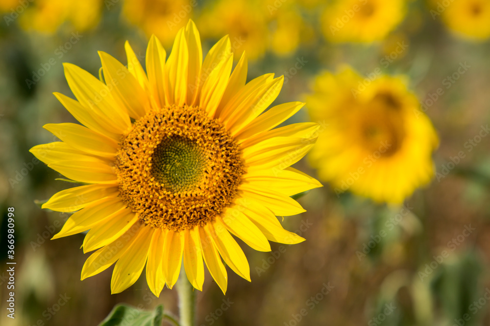 Sonnenblumen im Morgenlicht in Sachsen-Anhalt, Jerichower Land, Möser, Deutschland Sonnenblumen im Morgenlicht in Sachsen-Anhalt, Jerichower Land, Möser, Deutschland