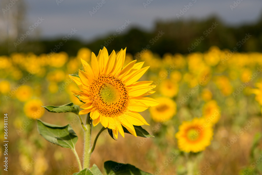 Fototapeta premium Sonnenblumen im Morgenlicht in Sachsen-Anhalt, Jerichower Land, Möser, Deutschland