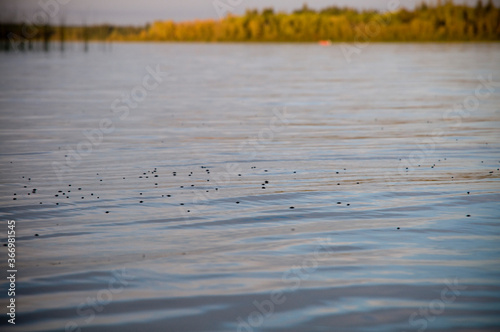 reeds in the water