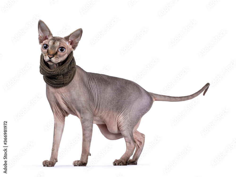Young adult Sphynx cat, standing side ways wearing green collar. Looking straight ahead with light blue eyes. isolated on white background.