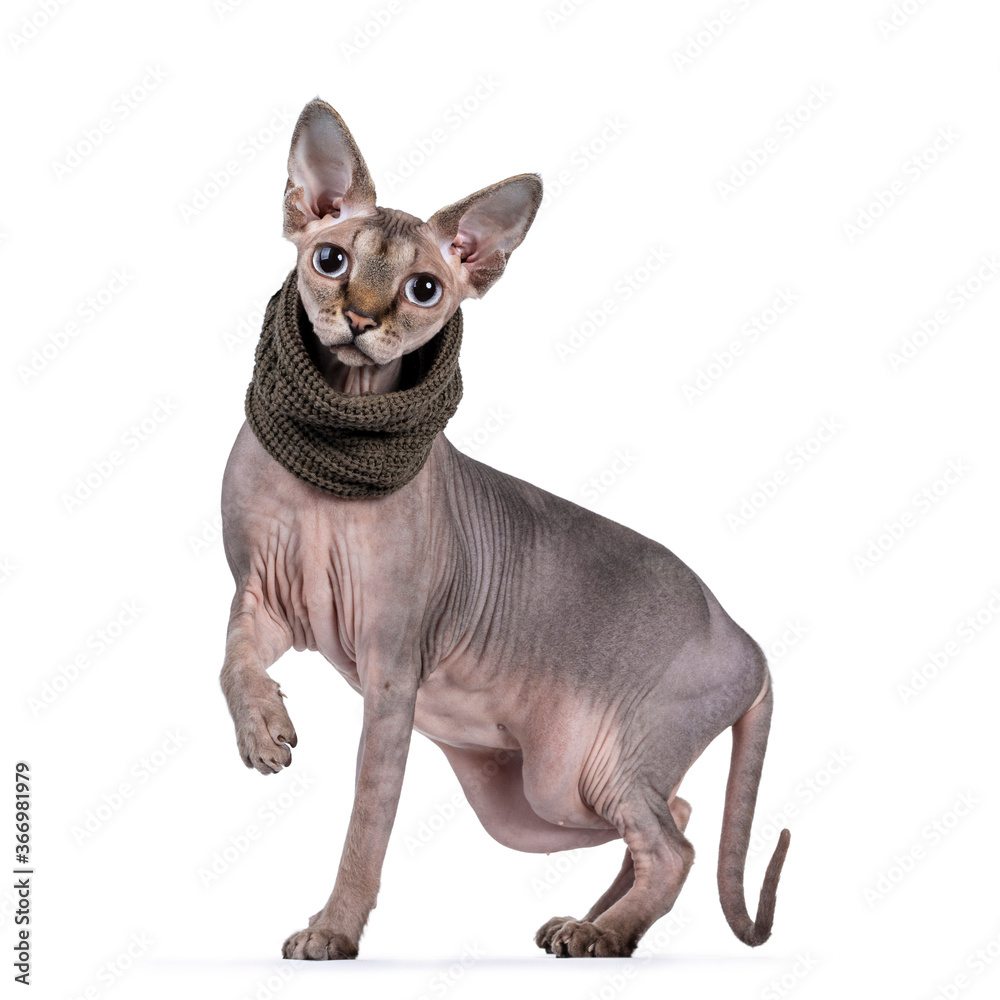 Young adult Sphynx cat, standing side ways wearing green collar. Looking at camera with light blue eyes. Isolated on white background. One paw playful in air.