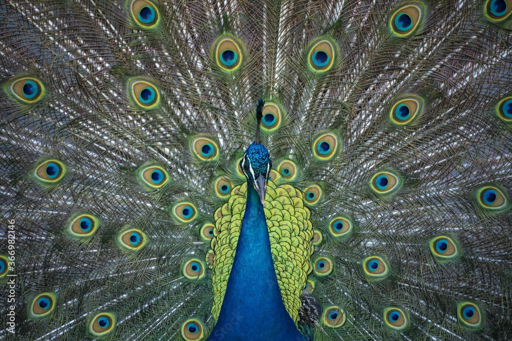 Obraz premium Pfau