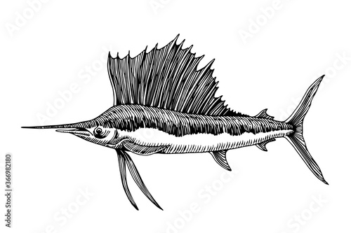 sailfish, marlin with large fin, commercial marine fish, delicious seafood, engraving, sketch, vector illustration with black ink lines isolated on a white background in a hand drawn style