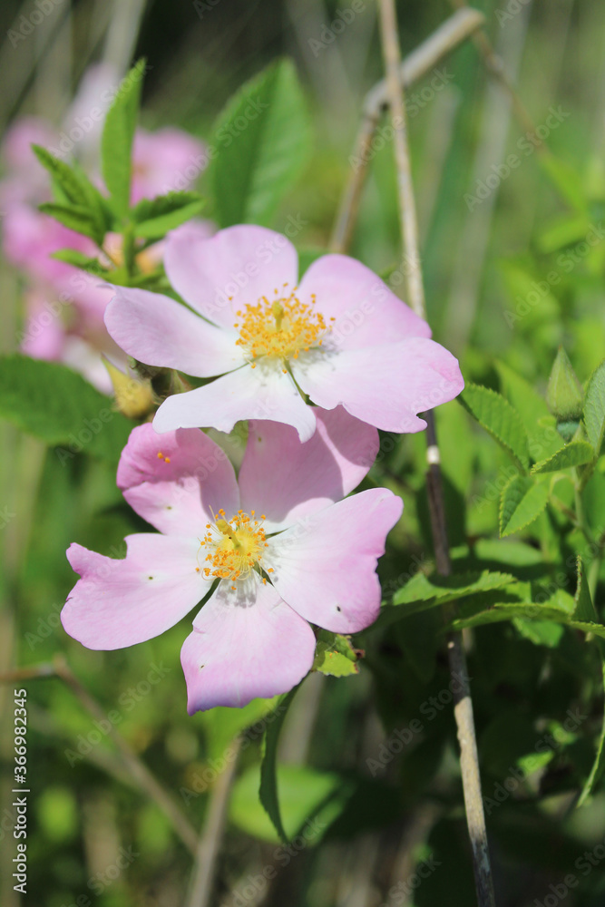 Obraz premium Climbing wild rose at Linne Woods in Morton Grove, Illinois