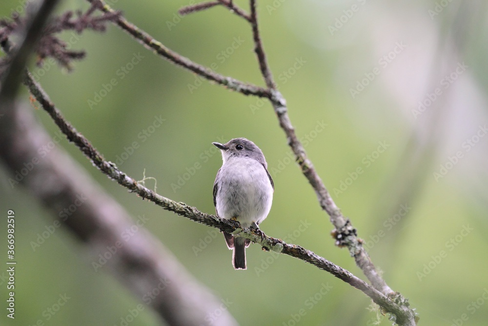 Female Little Pied Flycatcher (Ficedula westermanni) in Borneo, Malaysia - ハジロマユヒタキ Female Little Pied Flycatcher (Ficedula westermanni) in Borneo, Malaysia - ハジロマユヒタキ