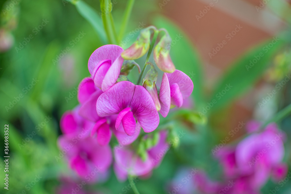 Violett und pink blühende, duftende Platterbse Violett und pink blühende, duftende Platterbse