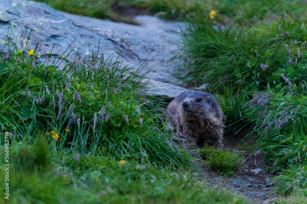 Fototapeta premium Marmota
