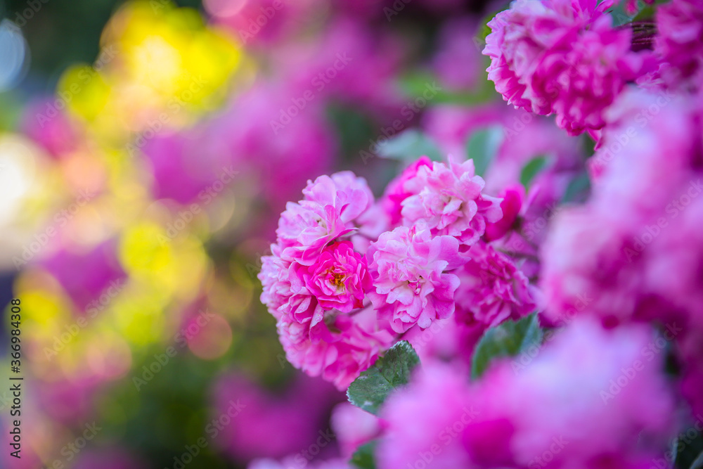 Obraz premium pink hydrangea flowers