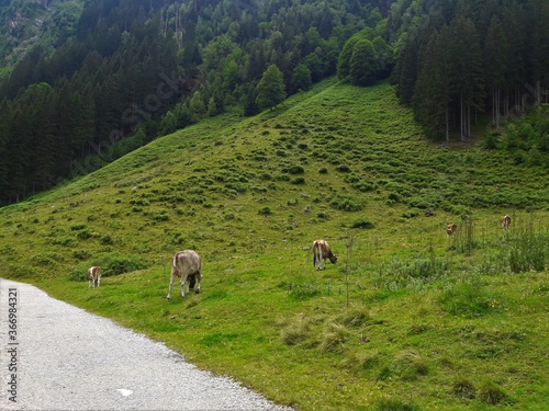 Two cows grazing next to an asphalt road on a hill